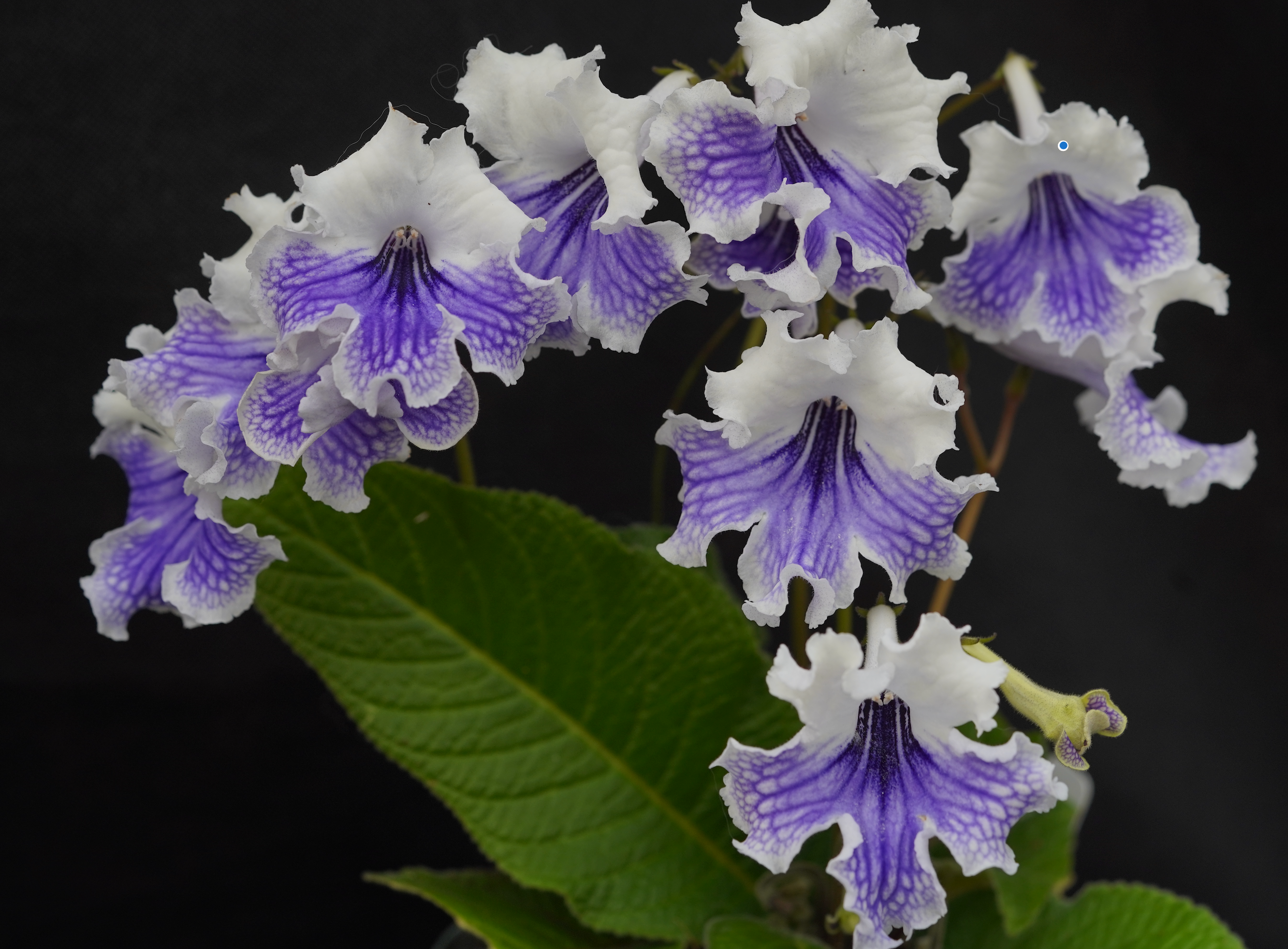 Streptocarpus Care
