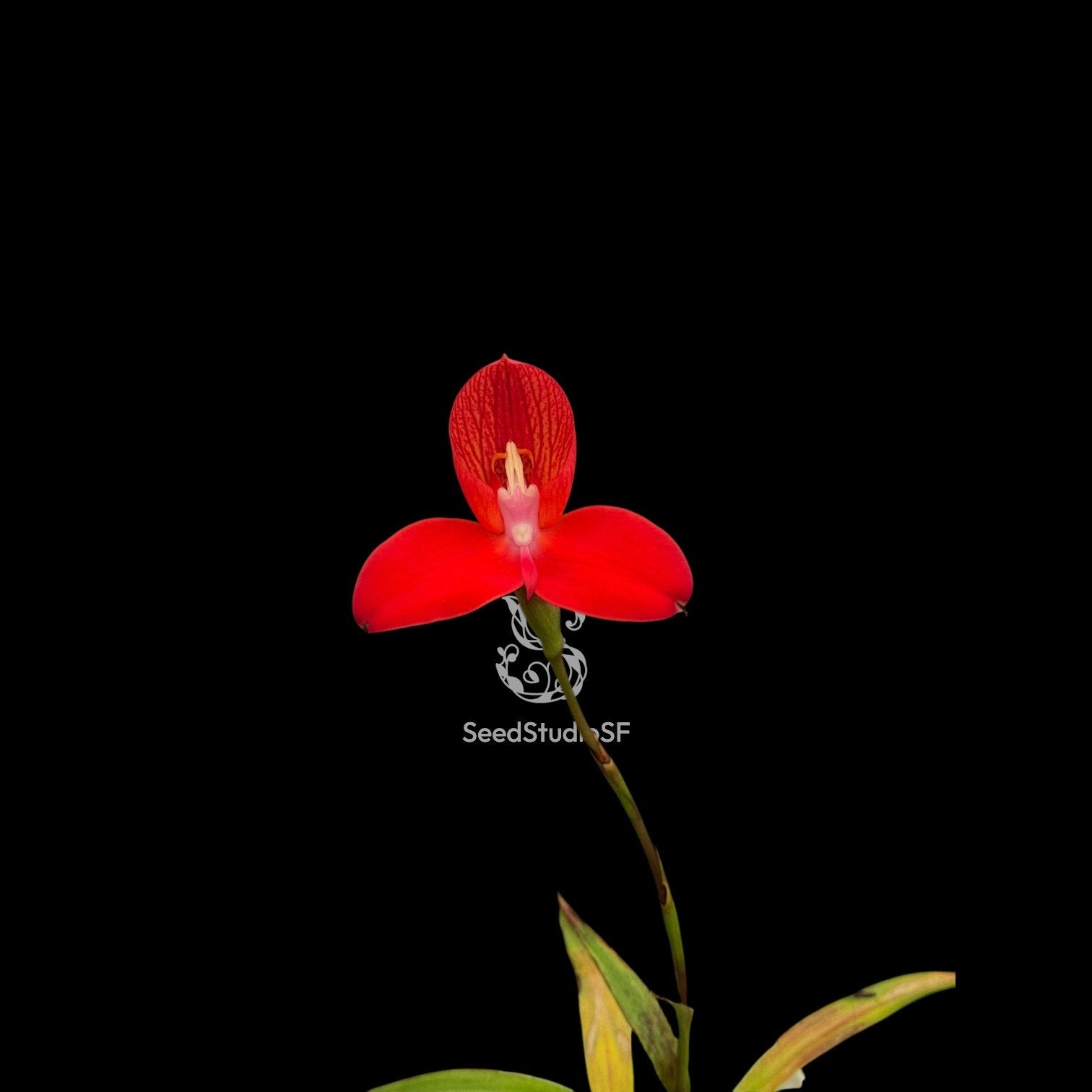 Disa uniflora "Sarah" AM/AOS RARE collector orchid