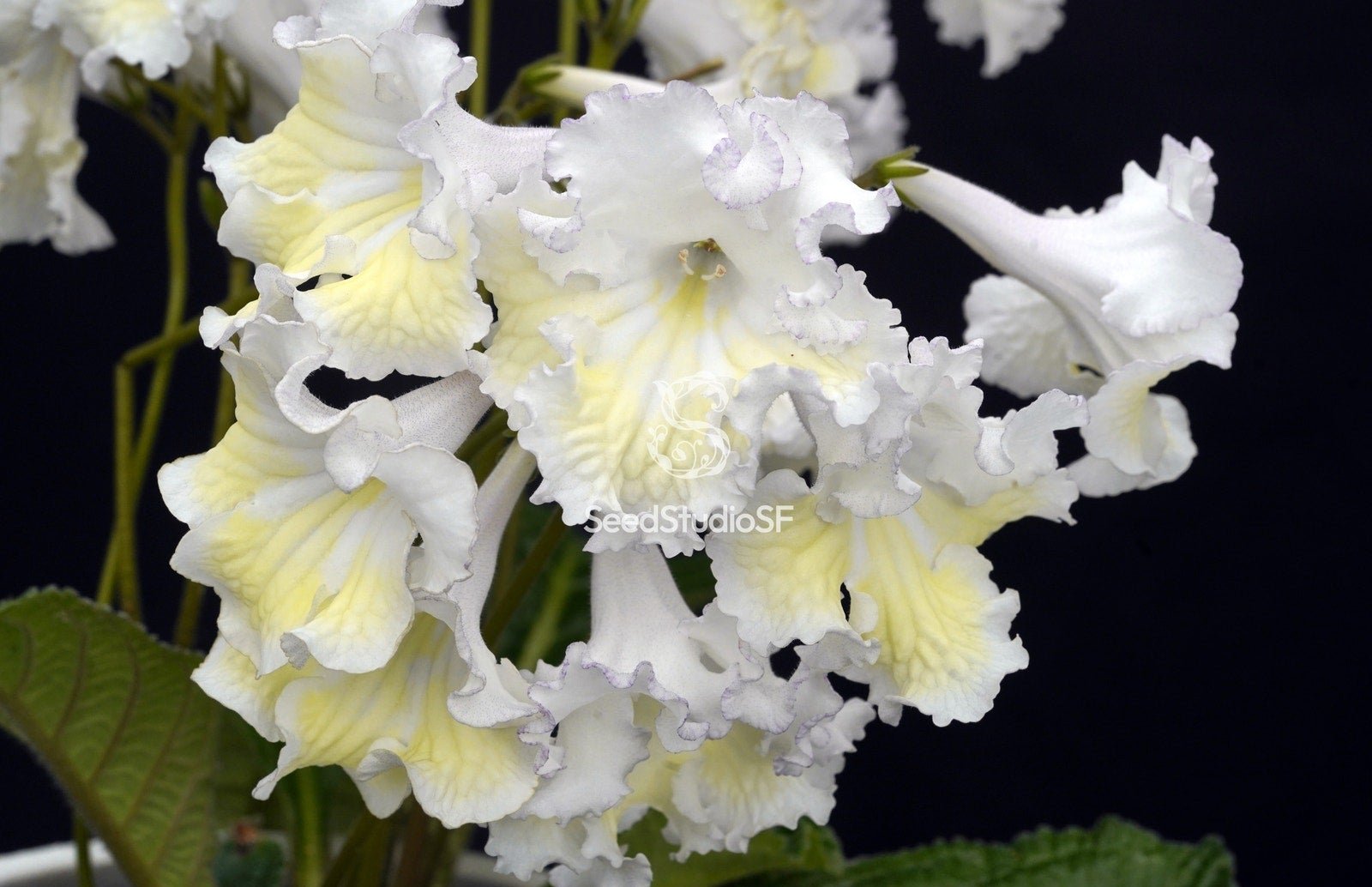 Streptocarpus [DS-1516] | Year-Round Blooms | African Violet-Like