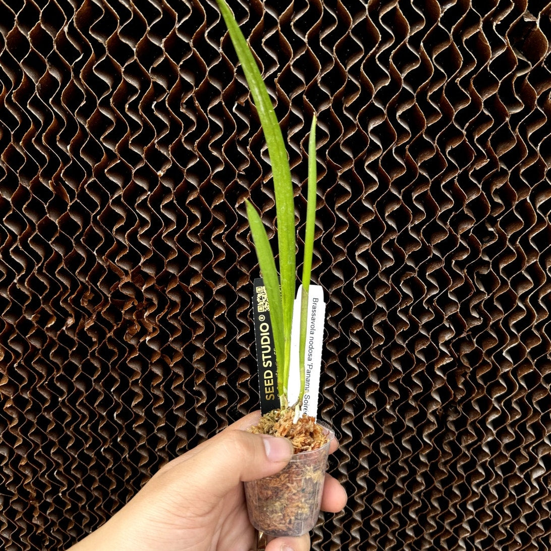 Brassavola nodosa 'Panama Soiree' orchid blooming size Fragrant