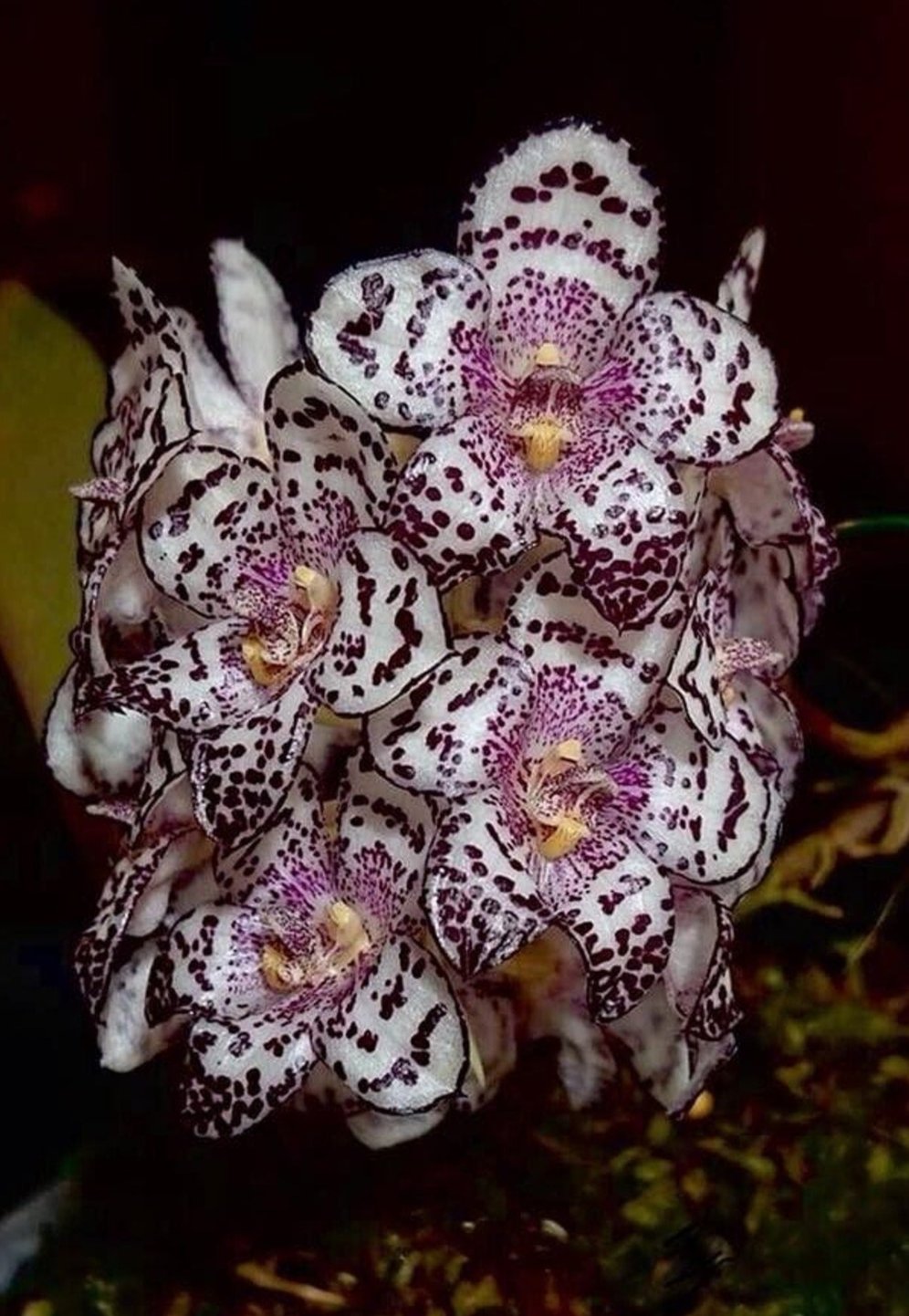 Bulbophyllum kubahense large division rare orchid most beautiful Bulb