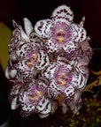 Bulbophyllum kubahense large division rare orchid most beautiful Bulb