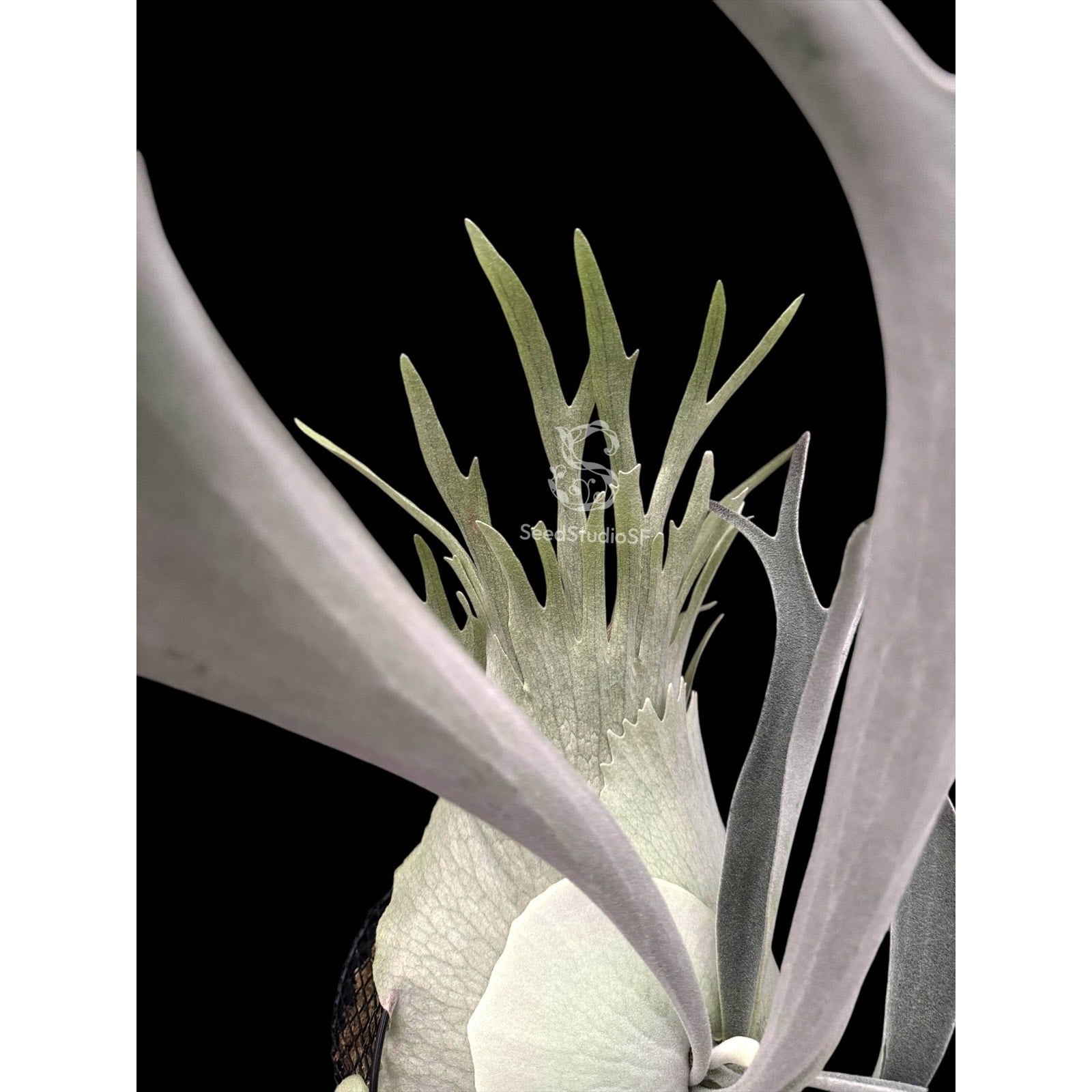 Copied - Platycerium veitchii 
