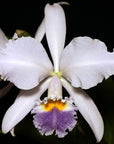 Cattleya gaskelliana coerulea Rare collector orchid blooming size