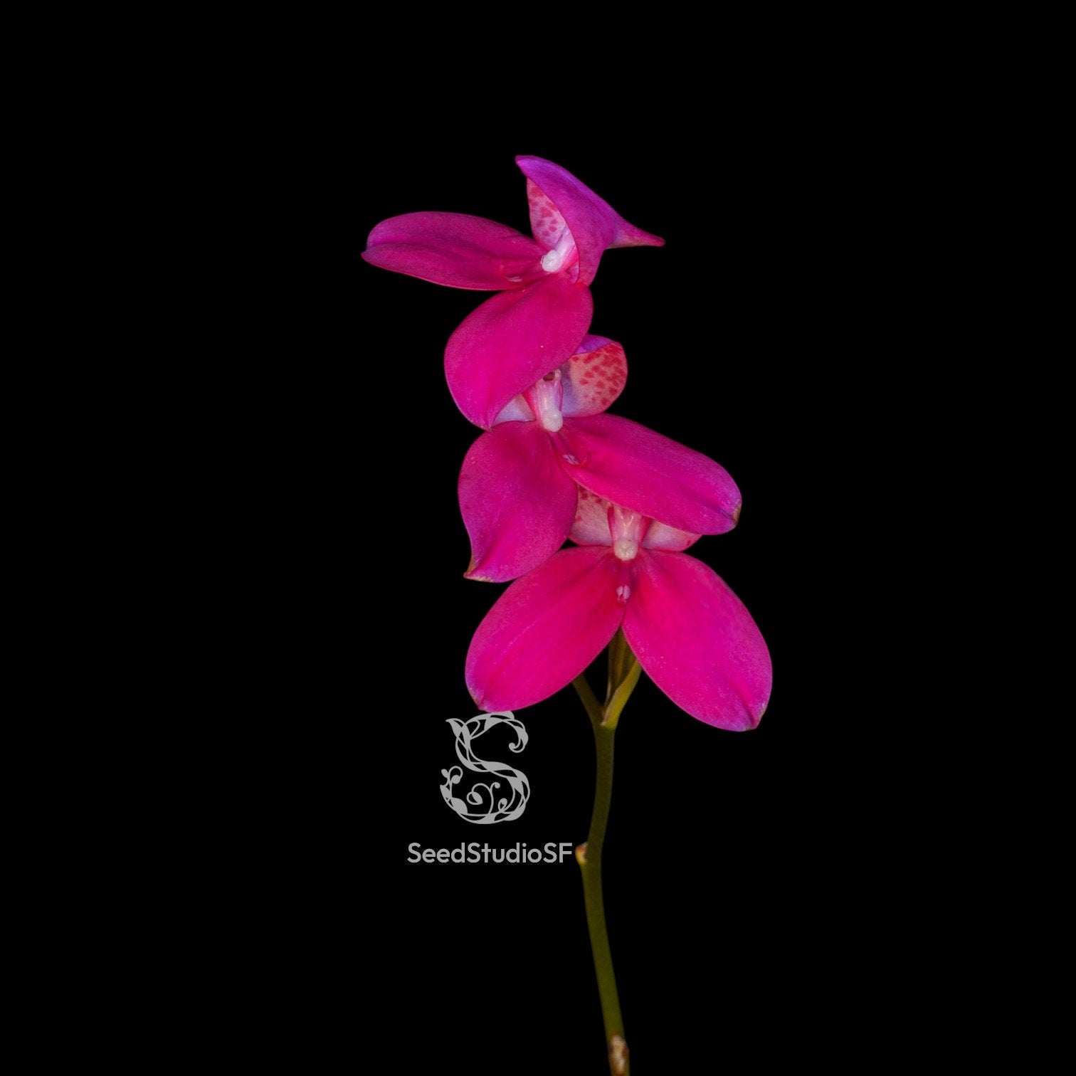 Disa Kewensis RARE collector orchid blooming size