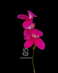 Disa Kewensis RARE collector orchid blooming size