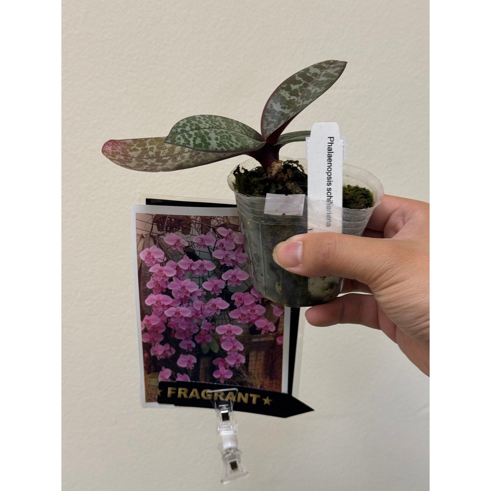 Phalaenopsis schilleriana Dark pink, Fragrant Rare collector orchid blooming size