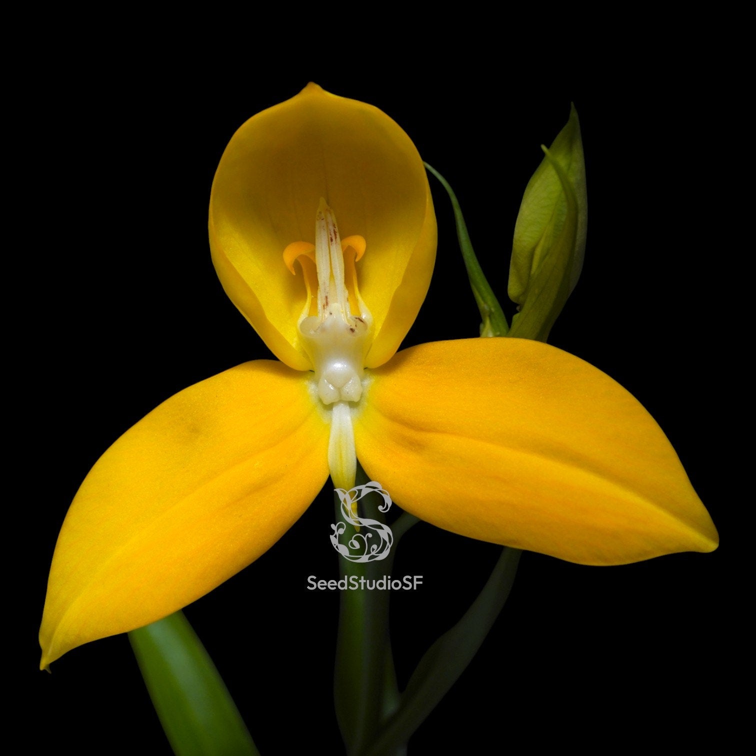Disa uniflora "Seed Studio Lemon Light" HCC/AOS RARE Collector Orchid