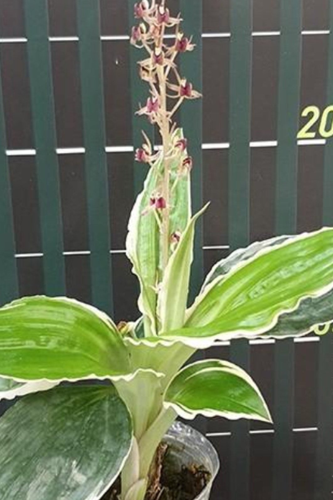 Liparis formosana variegated orchid