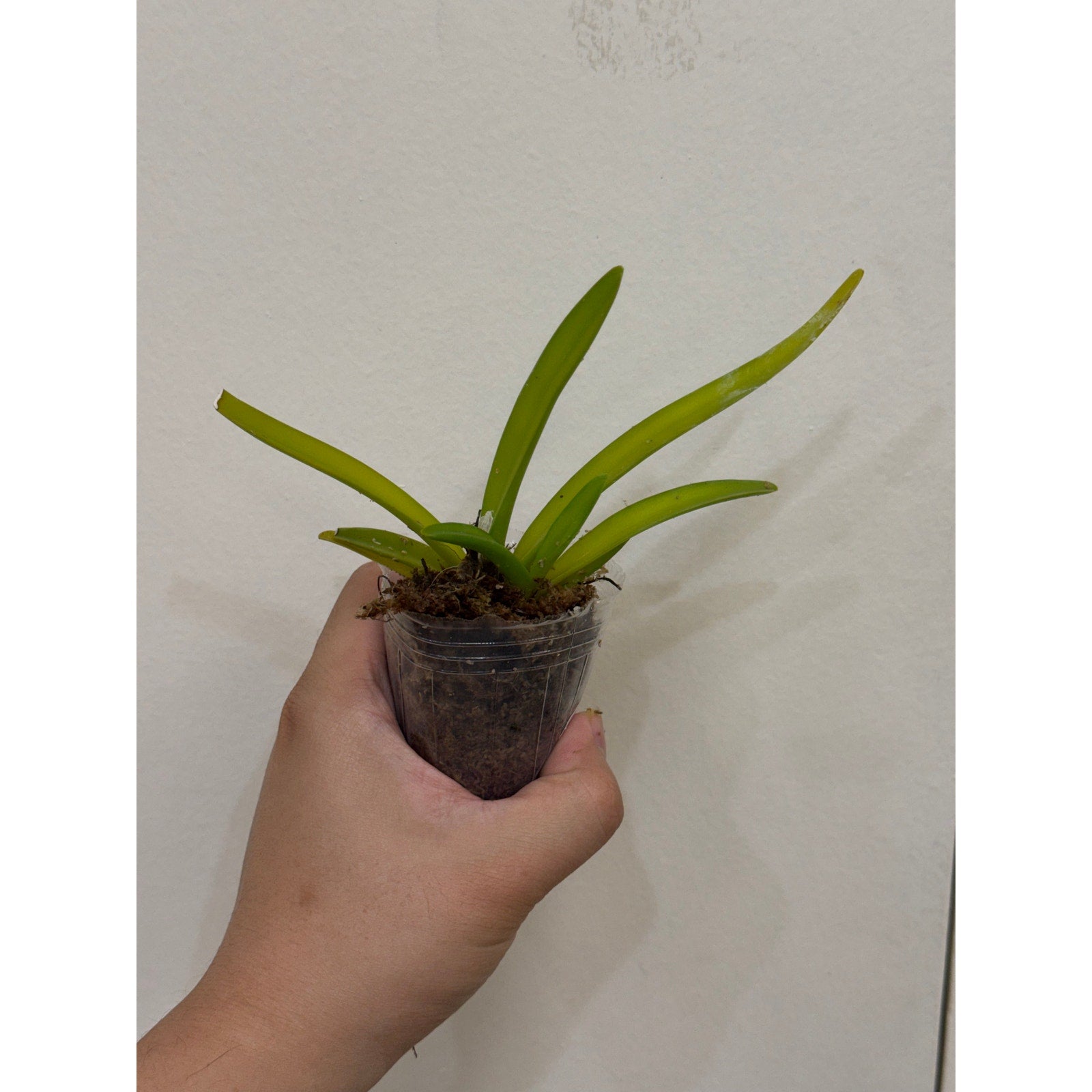 Ceratostylis retisquama Rare collector orchid blooming size