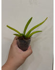 Ceratostylis retisquama Rare collector orchid blooming size
