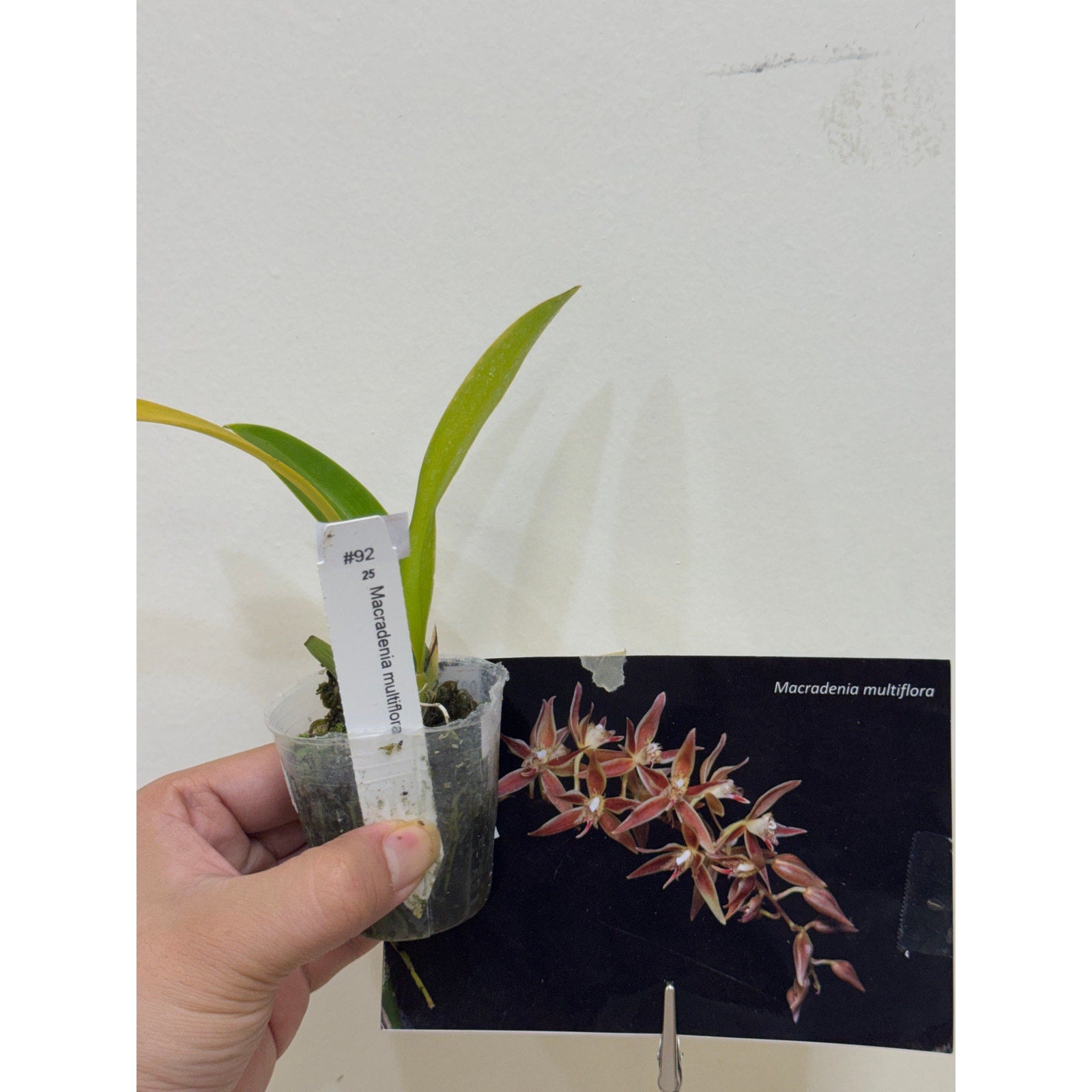 Macradenia multiflora Rare collector orchid