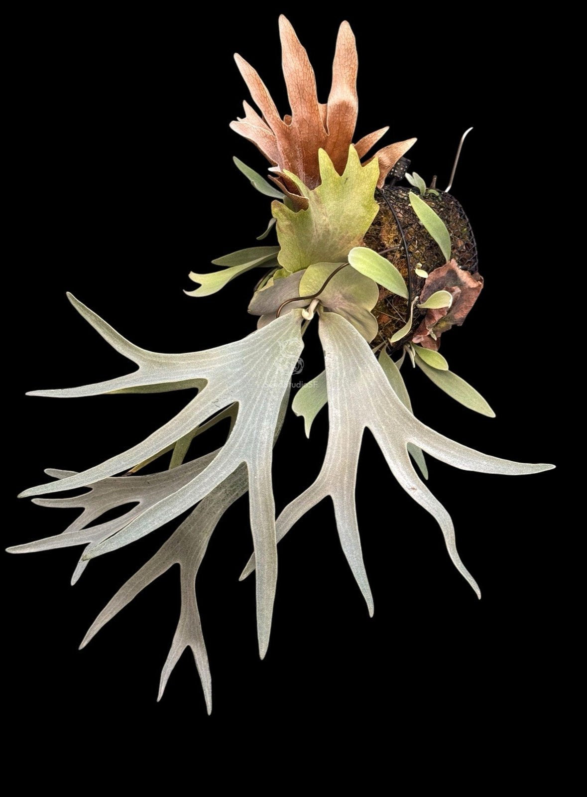 Platycerium “White Hawk” (OG) Mature Size SEED STUDIO®