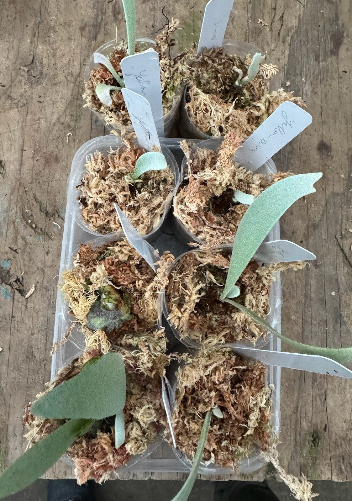 Platycerium willinckii "Yellow Moon" (OG) RARE tropical plants SEED STUDIO®