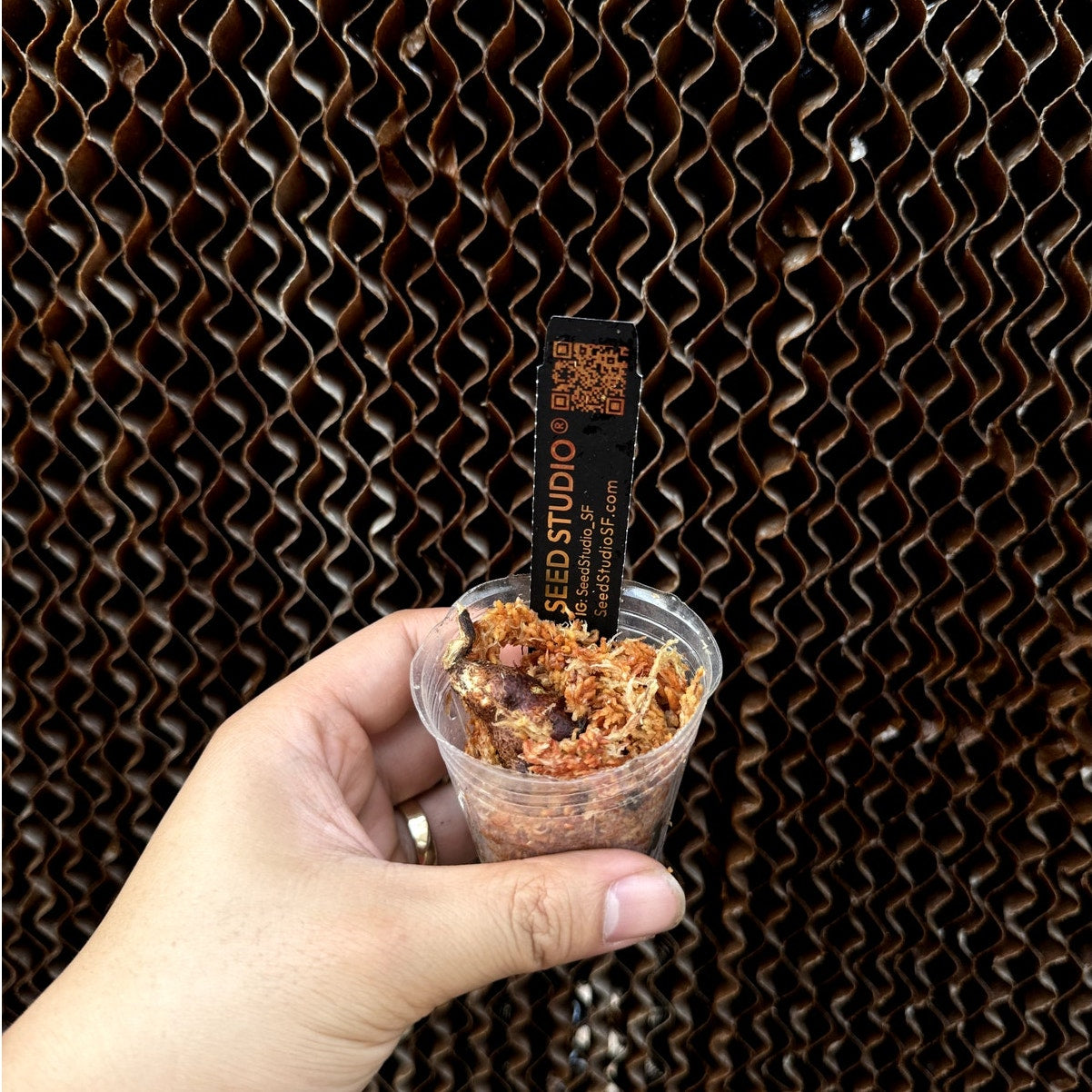 Drynaria rigidula ‘Whitei’ - Unique Fern with Striking Foliage