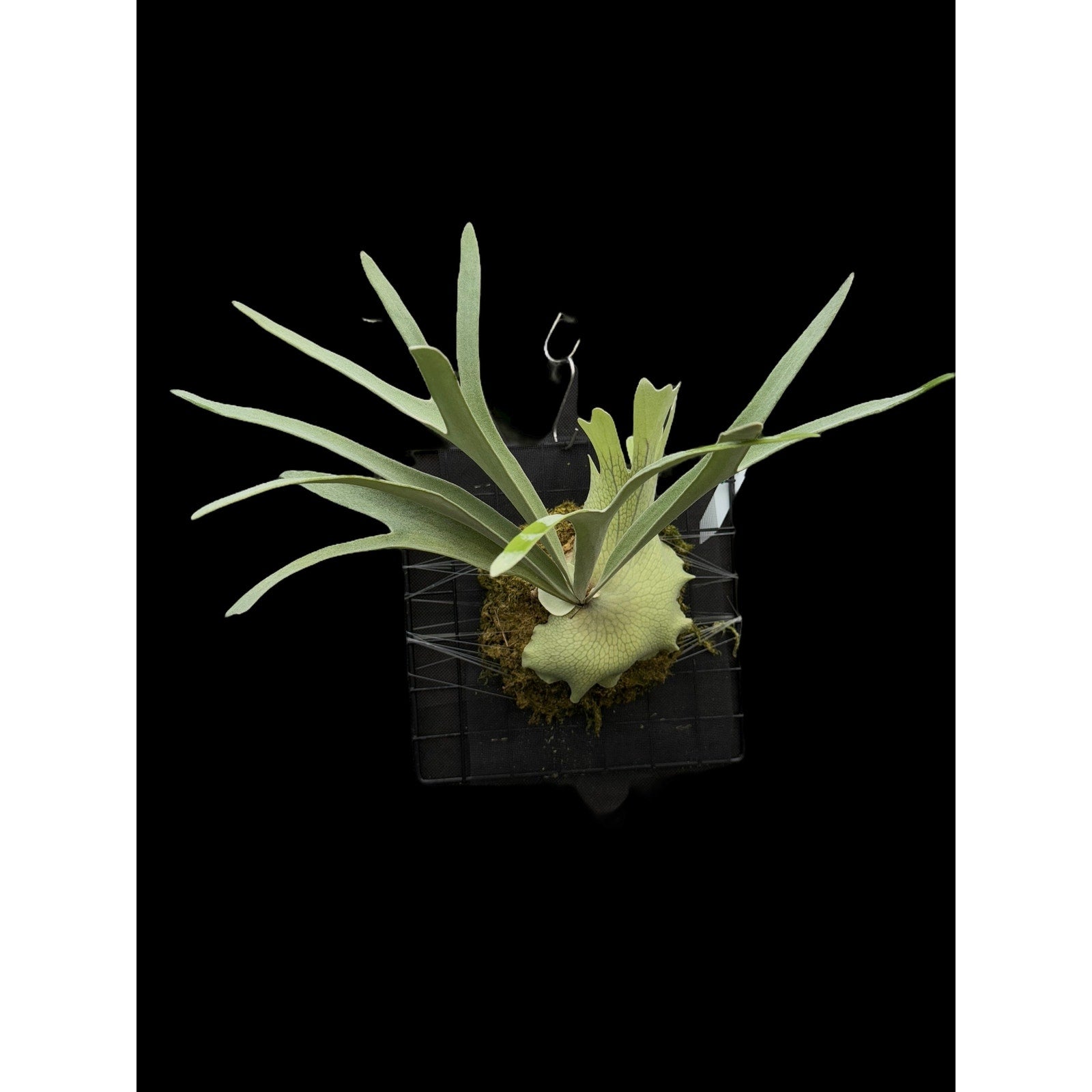 Platycerium  RARE tropical plants SEED STUDIO®