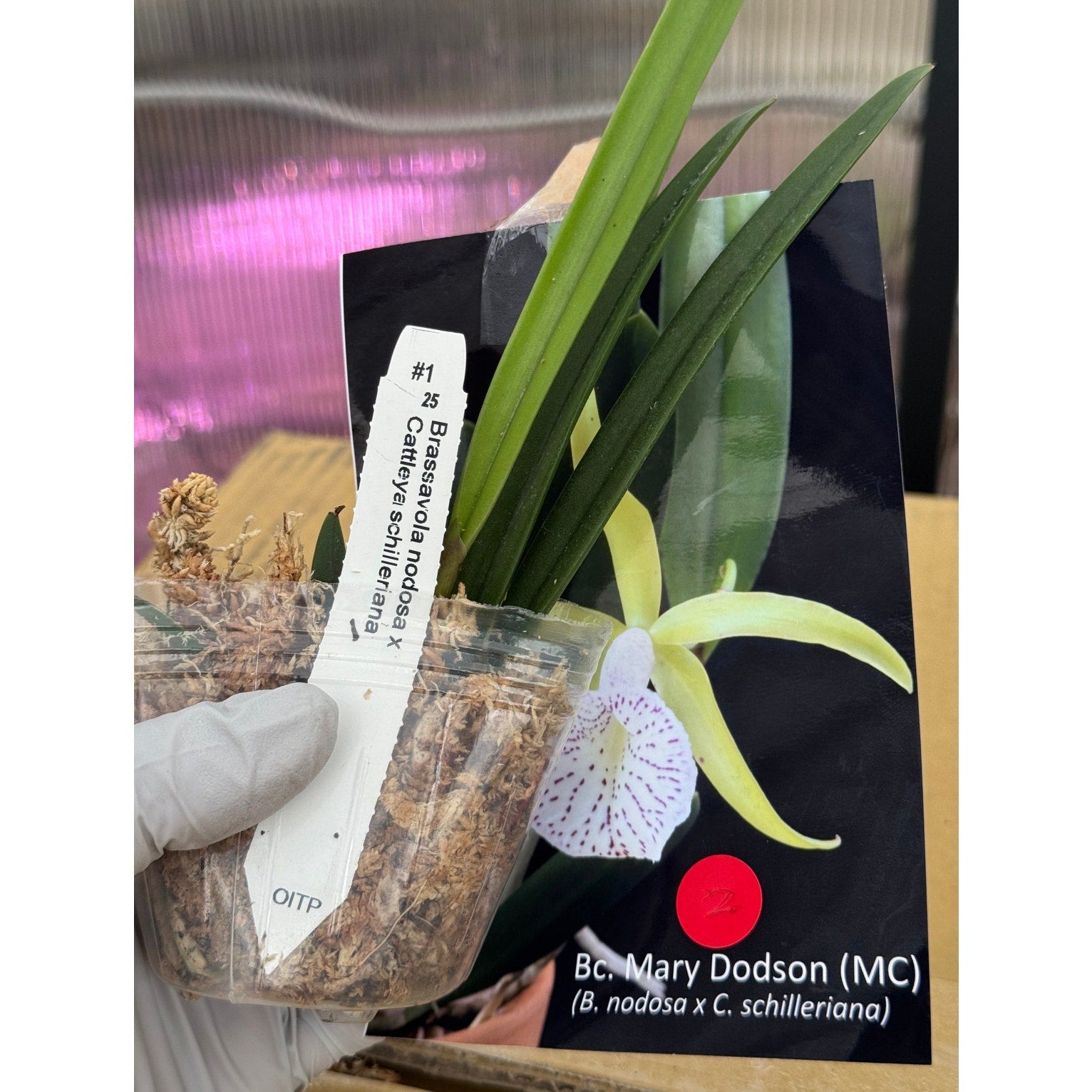 Brassocattleya Mary Dodson orchid blooming size