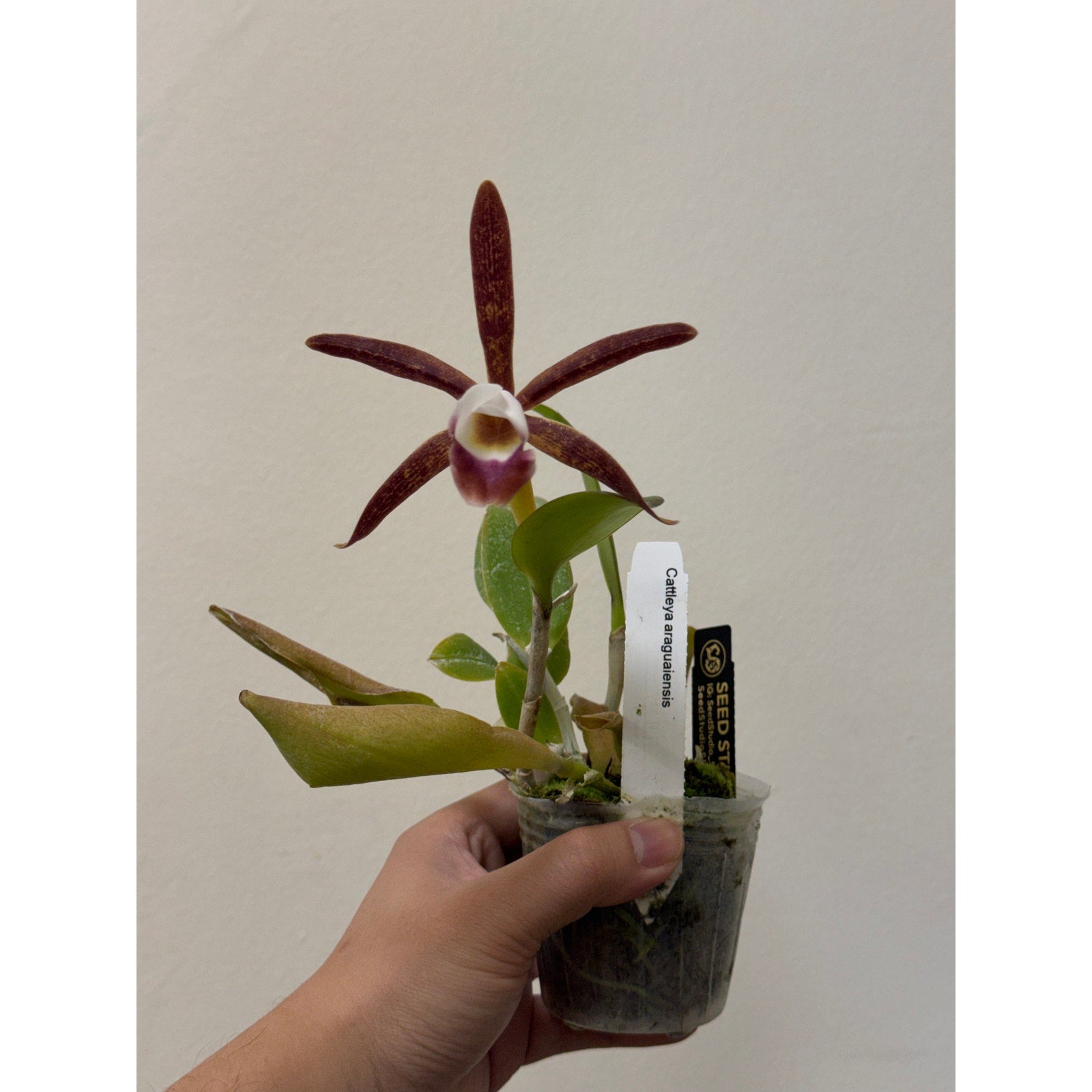 Cattleya araguaiensis Rare collector orchid blooming size