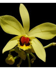 Vanilla perrieri Rare collector orchid LEAFLESS