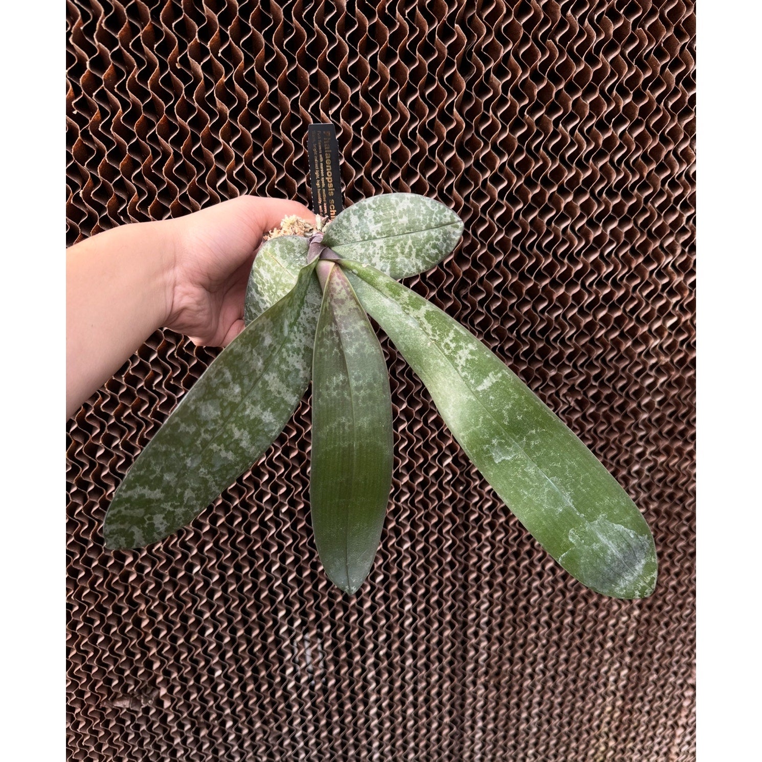 Phalaenopsis schilleriana Fragrant orchid blooming size