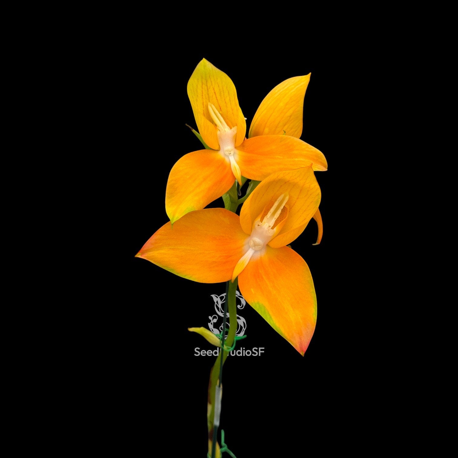 Disa Watsonii ‘Seedstudio Golden Sunset’ AM/AOS RARE Collector orchid