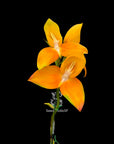 Disa Watsonii ‘Seedstudio Golden Sunset’ AM/AOS RARE Collector orchid