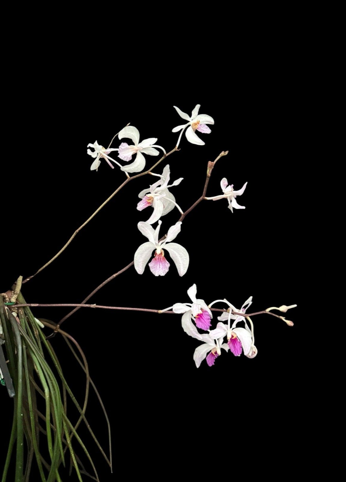 Holcoglossum kimballianum rare orchid near blooming size