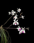 Holcoglossum kimballianum rare orchid near blooming size