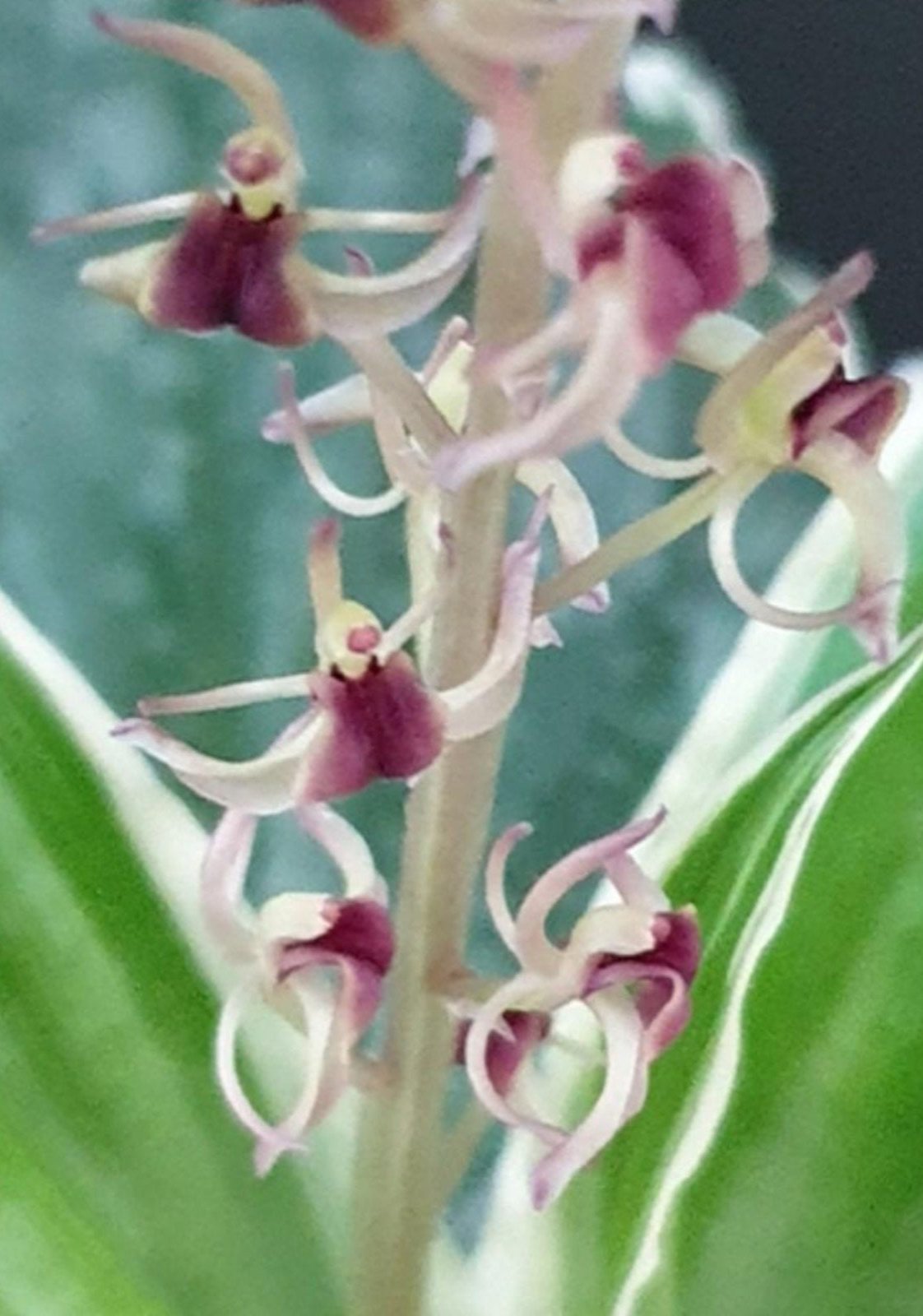 Liparis formosana variegated orchid