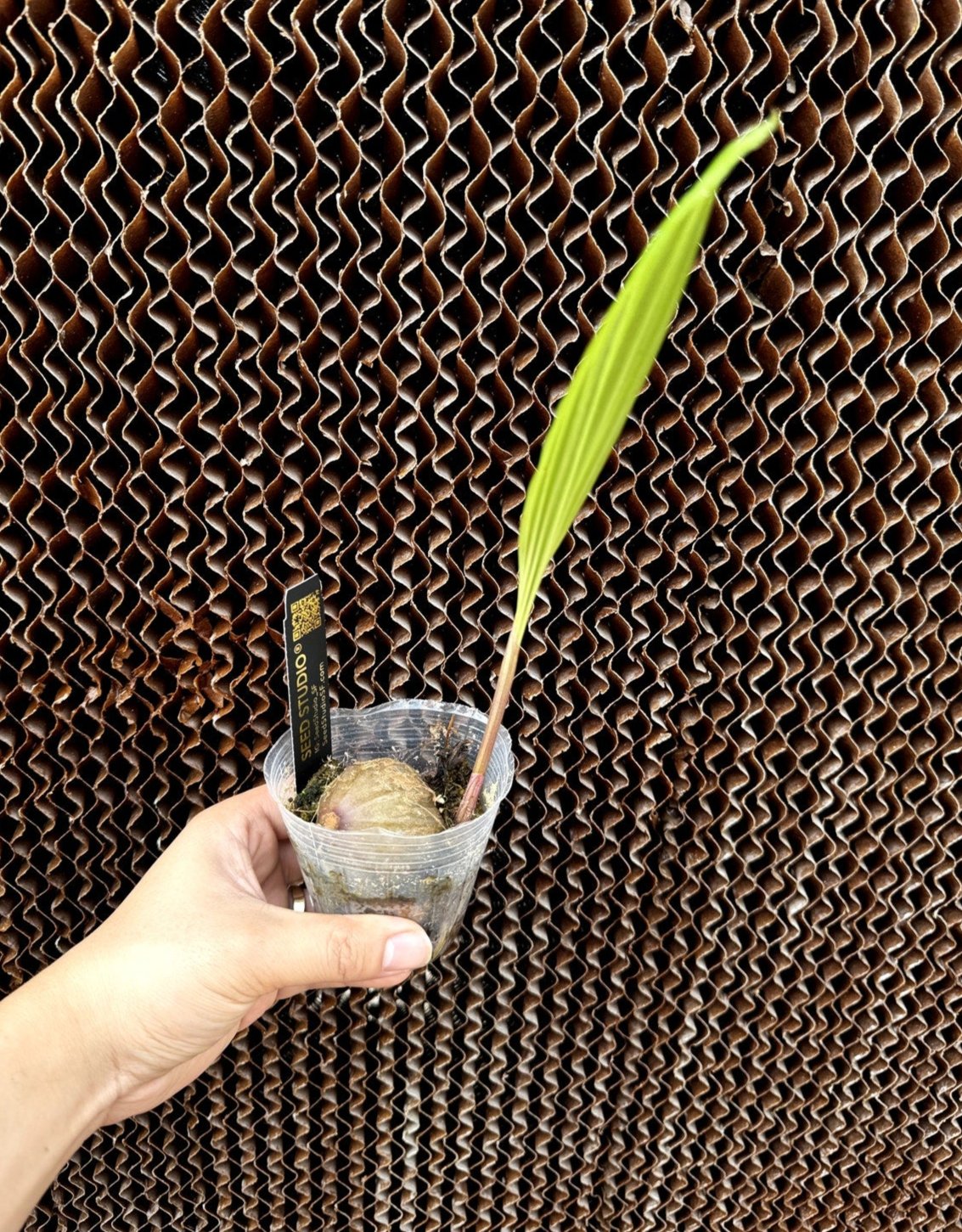 Tainia hongkongensis terrestrial orchid blooming size