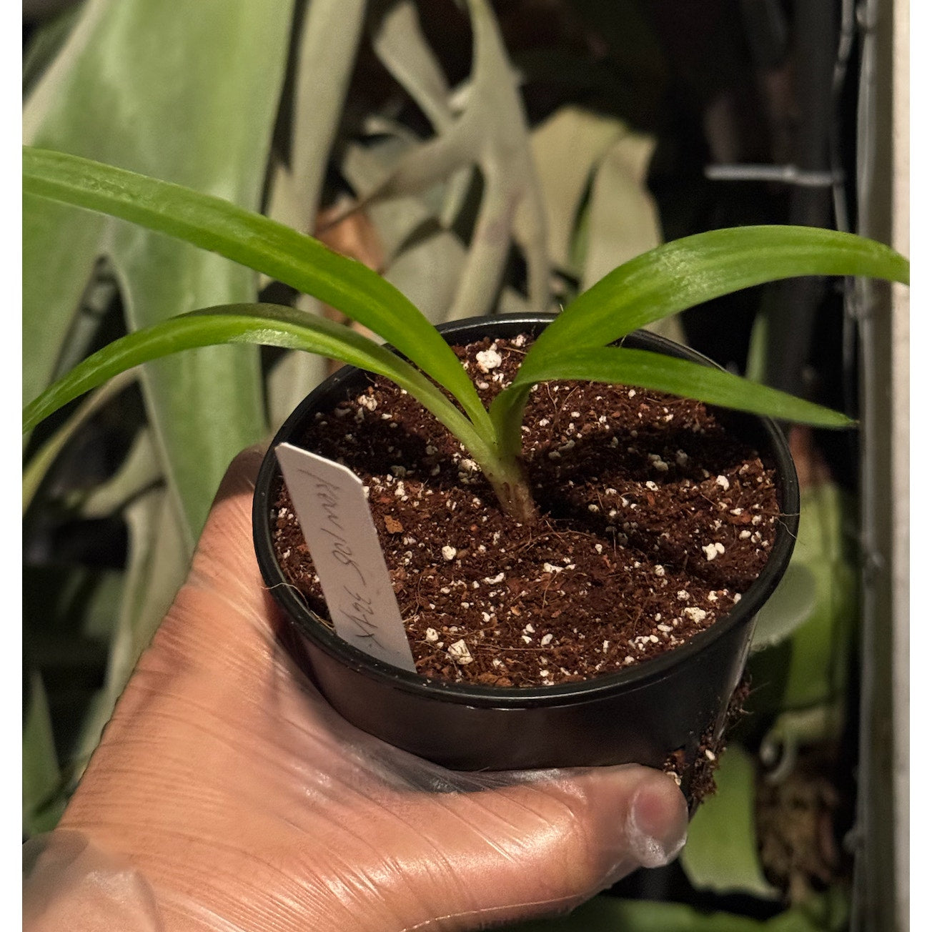 Disa Kewensis RARE collector orchid blooming size