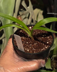 Disa Kewensis RARE collector orchid blooming size