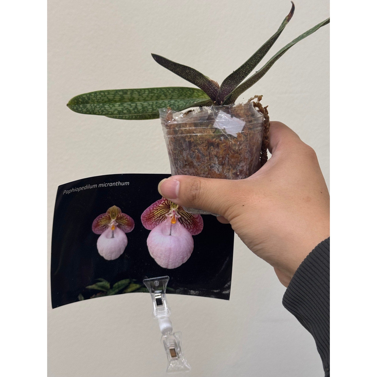 Paphiopedilum micranthum Rare collector orchid blooming size