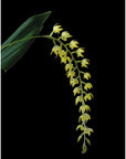 Dendrochilum formosanum Fragrant Rare collector orchid blooming size
