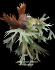 Platycerium willinckii "Snowflake" RARE tropical plants US Seller SEED STUDIO®