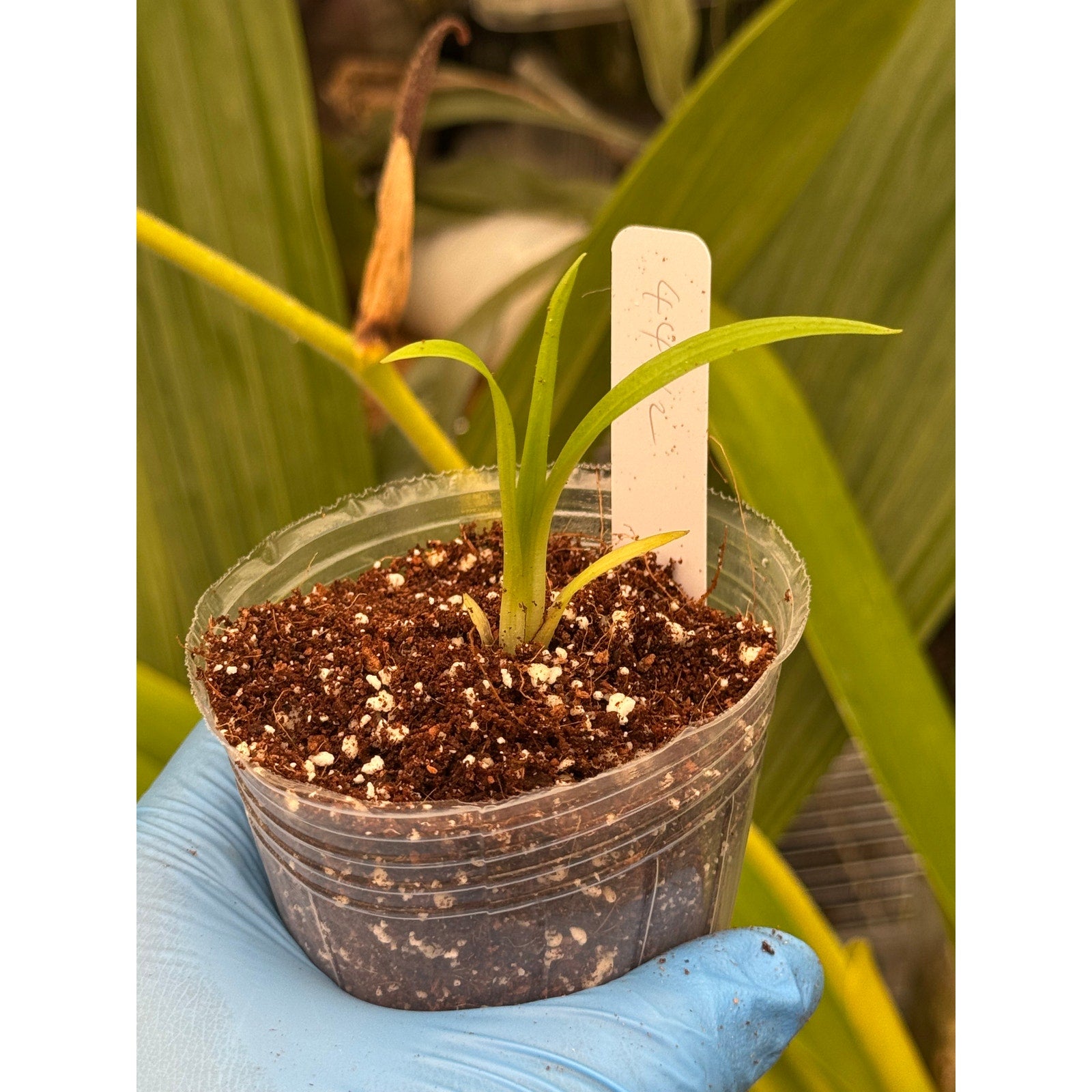 Disa Auratkew RARE Collector Orchid