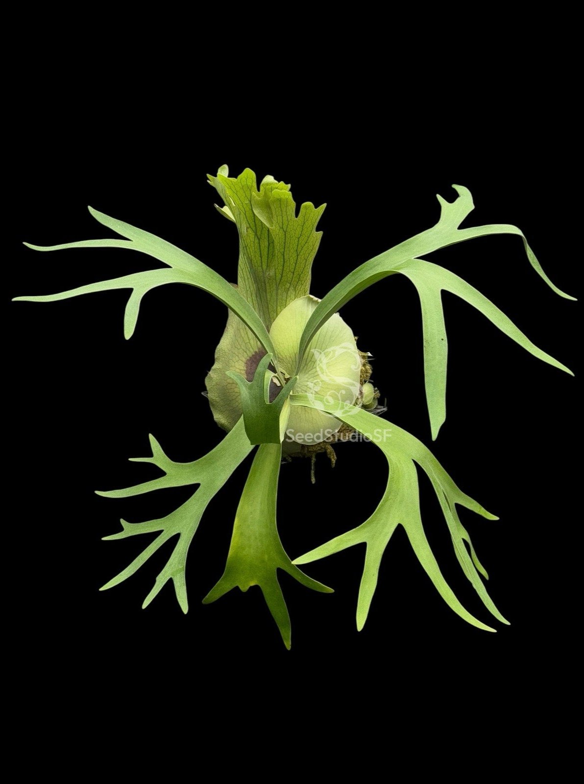 Platycerium "SS Foong" MATURE SIZE with pup US SELLER @ SEED STUDIO®