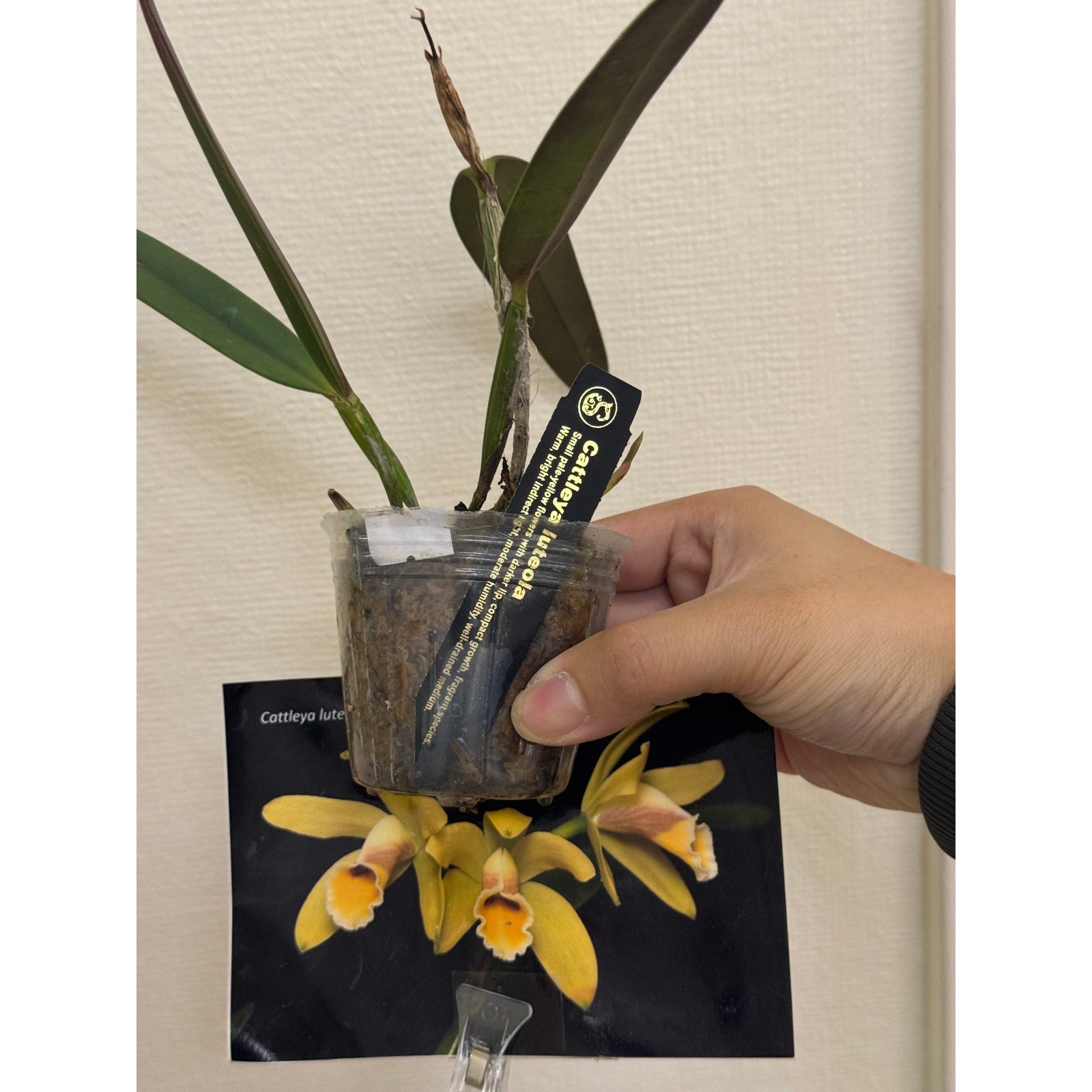 Cattleya luteola Rare collector orchid blooming size