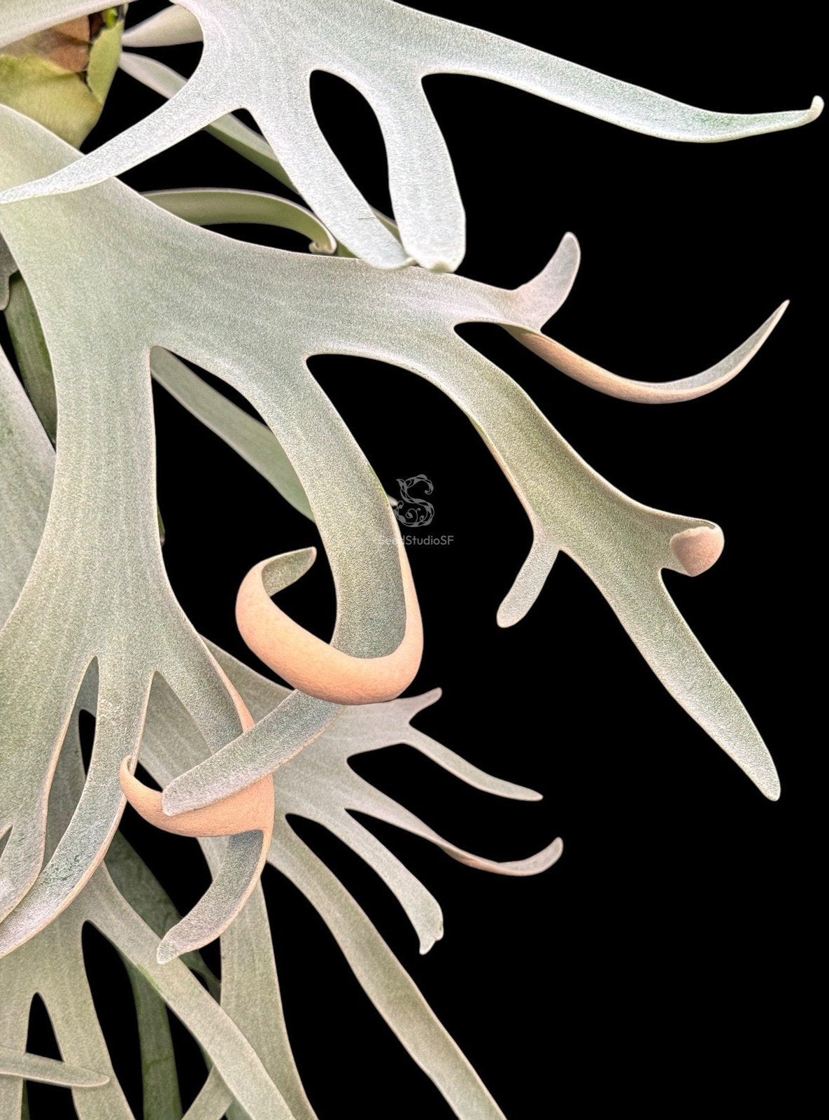 andinum×willinckii Platycerium Sai Keaw, an Andinum x Willinckii hybrid. A very