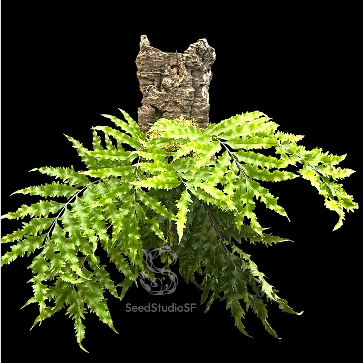 Drynaria rigidula 'Whitei' - Unique Fern with Striking Foliage