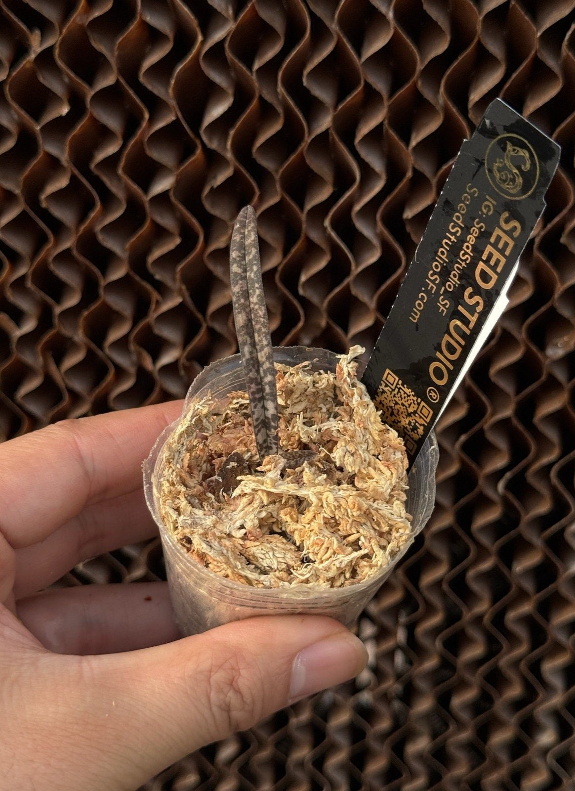 Oeceoclades perrieri orchid blooming size