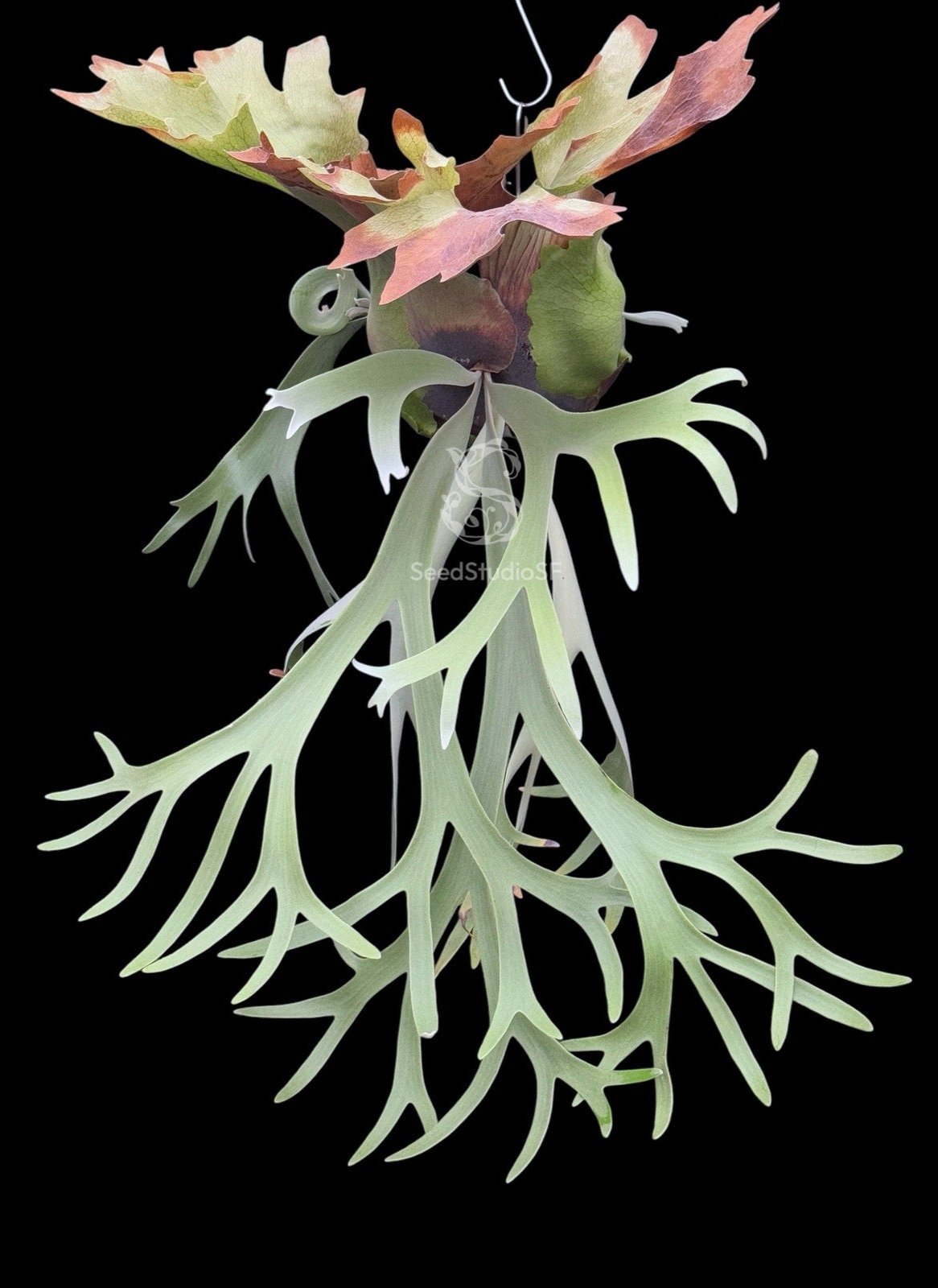 Platycerium willinckii "Java" SPORE RARE tropical plants SEED STUDIO®