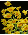 Dendrobium chrysotoxum fragrant Rare collector orchid blooming size