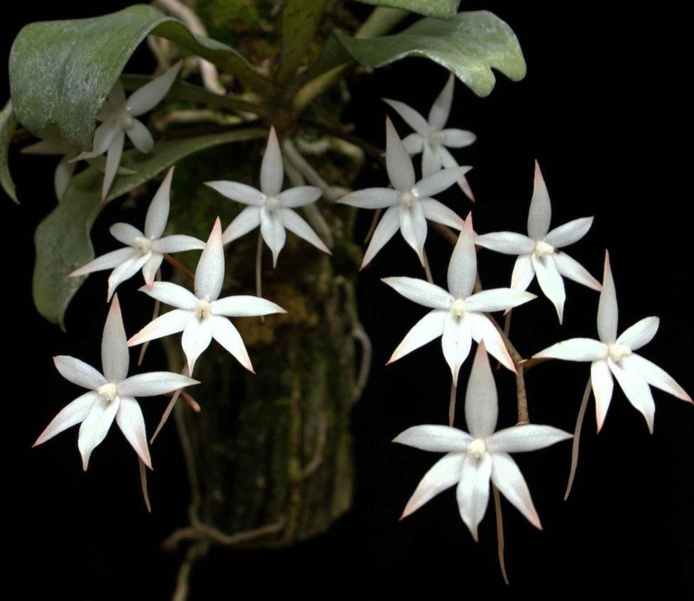 Aerangis biloba Fragrant orchid blooming size