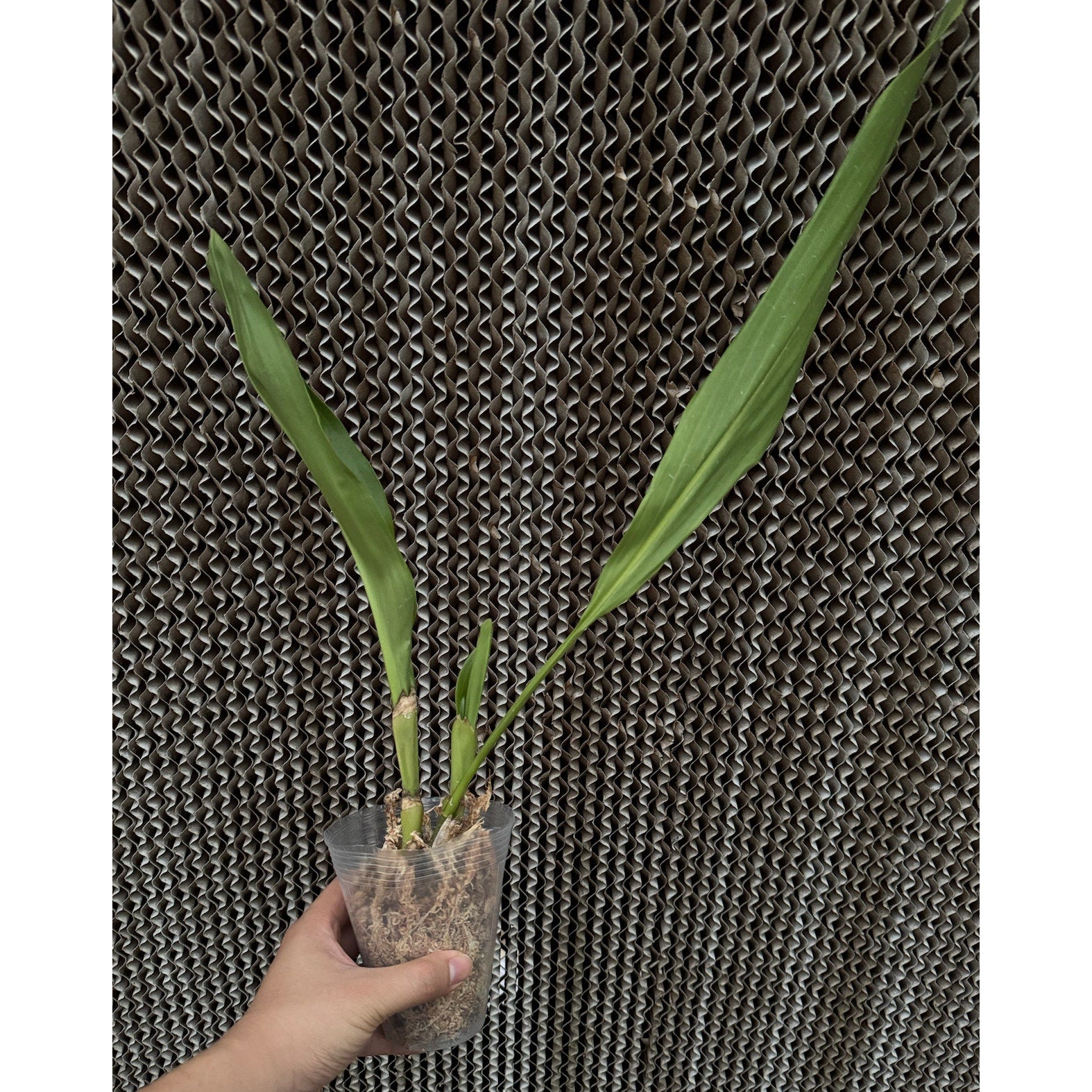 Dendrochilum magnum fragrant rare orchid blooming size