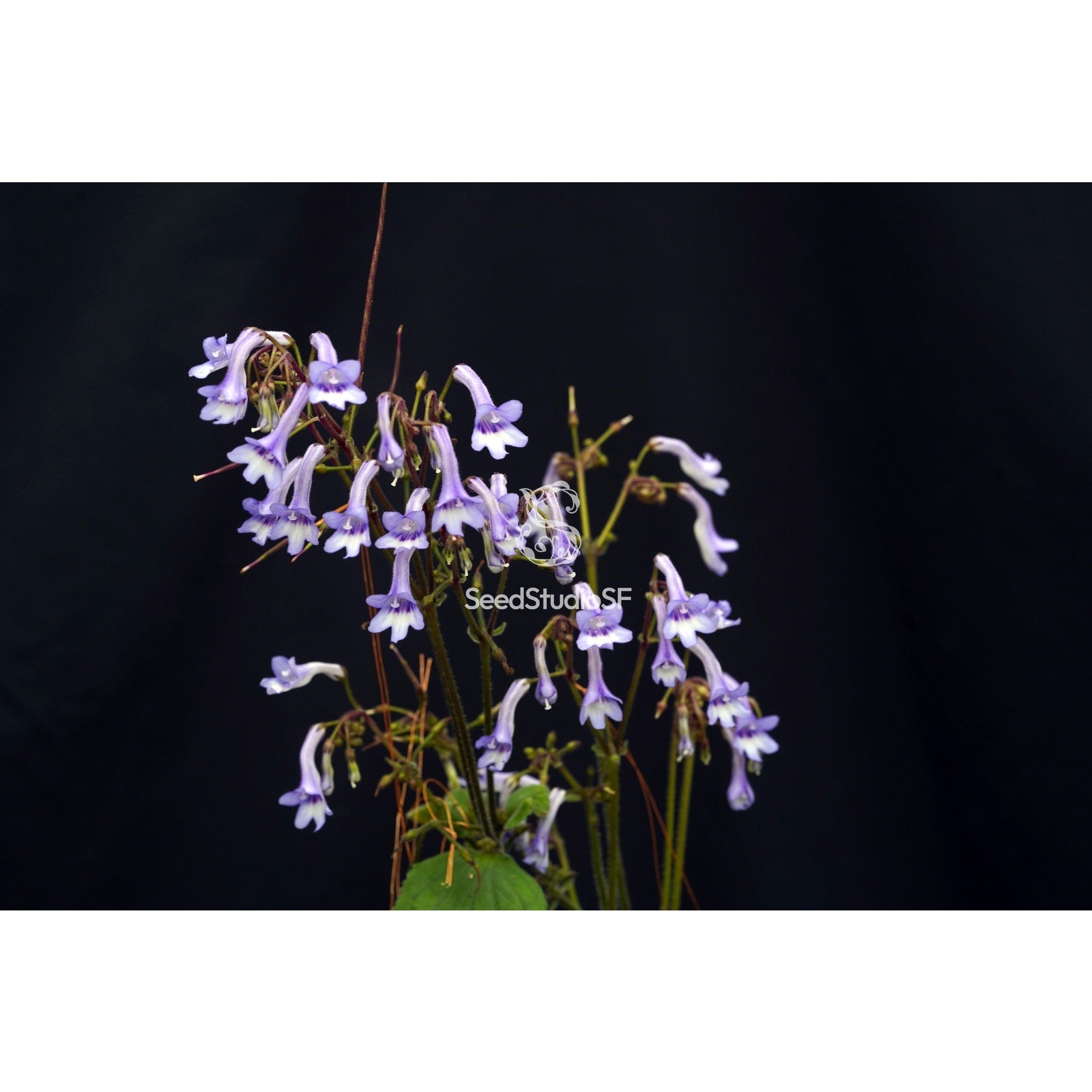 Streptocarpus cooperi – Unique Species, Semi-Mature SEED STUDIO®