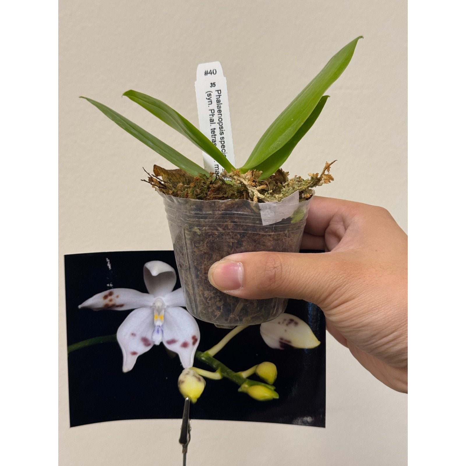 Phalaenopsis tetraspis f. livida Rare collector orchid blooming size v