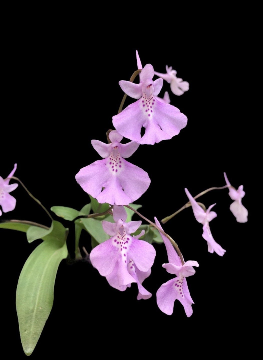 Amitostigma pinguiculum rare terrestrial miniature orchid blooming size tuber