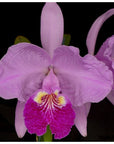 Cattleya lueddemanniana Rare collector orchid