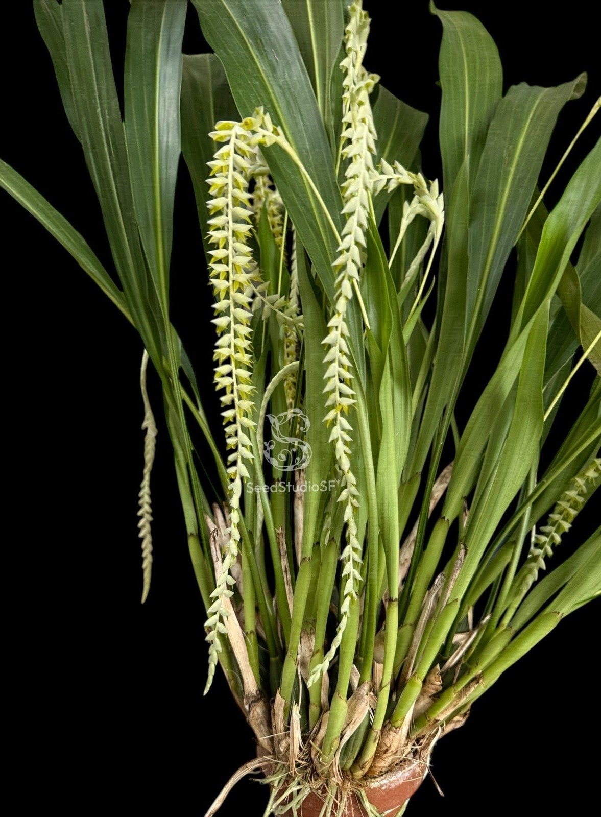 Dendrochilum magnum fragrant rare orchid blooming size